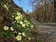 92 In decisa discesa sulla stradetta agrosilvopastorale per Pratolungo di Poscante